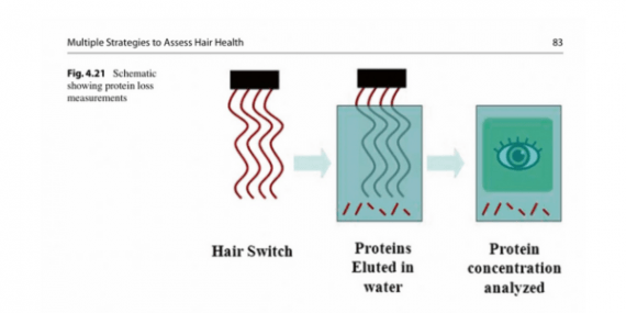 schema pour comprendre comment la proteine est assimile par le cheveu
